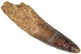 Fossil Spinosaurus Tooth - Real Dinosaur Tooth #310186-1